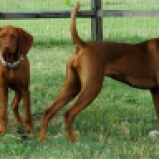 Young Sadie with her buddy Eve in June 2007
