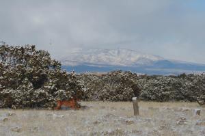 Charlie running by the snow-covered Jemez Mountains